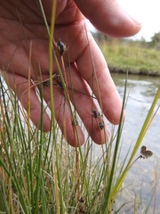 Rostkovia magellanica