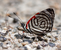 Diaethria candrena