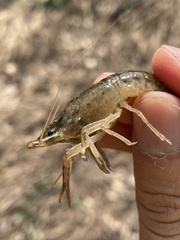 Procambarus acutus