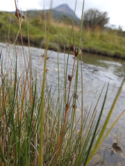 Rostkovia magellanica