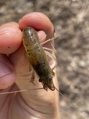 Procambarus acutus