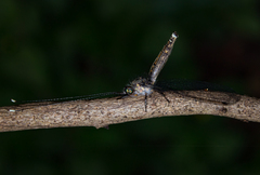 Ascalorphne macrocerca