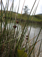 Rostkovia magellanica