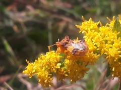Phymata americana americana
