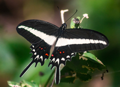 Heraclides hectorides