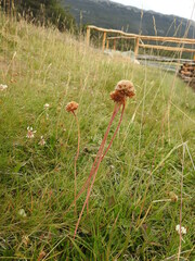 Armeria curvifolia