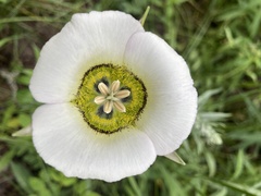 Calochortus gunnisonii