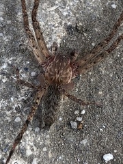 Cupiennius coccineus