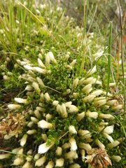 Baccharis magellanica