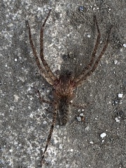 Cupiennius coccineus