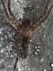 Cupiennius coccineus