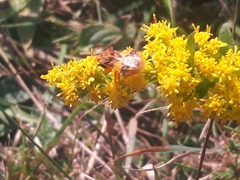 Phymata americana americana