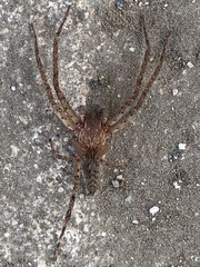 Cupiennius coccineus