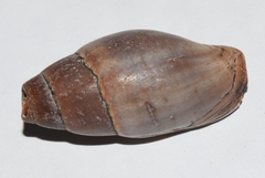 Atrimitra idae