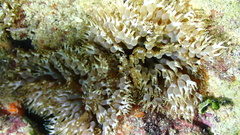 Lebrunia neglecta