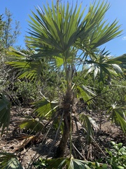 Leucothrinax morrisii