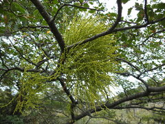 Misodendrum punctulatum