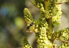 Brachygastra mellifica