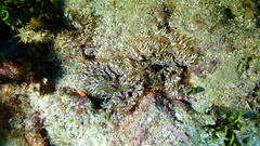 Lebrunia neglecta