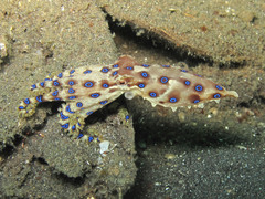 Hapalochlaena lunulata