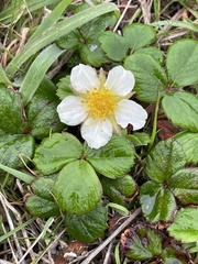 Fragaria chiloensis
