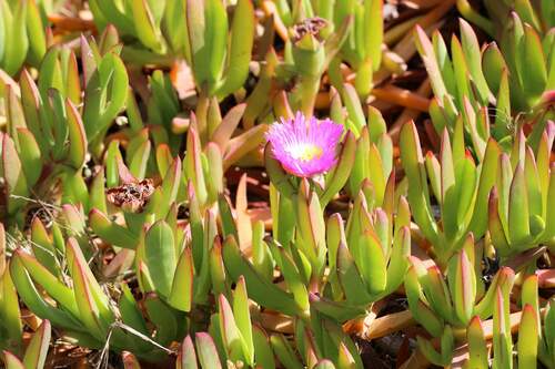 Carpobrotus chilensis