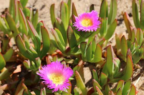 Carpobrotus chilensis