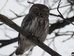 Glaucidium passerinum passerinum