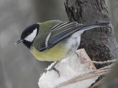 Parus major major