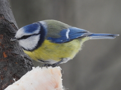 Cyanistes caeruleus caeruleus