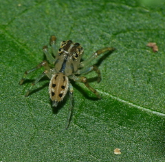 Amycini