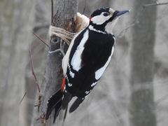 Dendrocopos major major