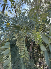 Tipuana tipu