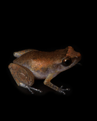 Diasporus