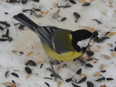Parus major major