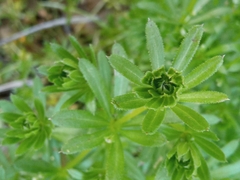 Galium spurium