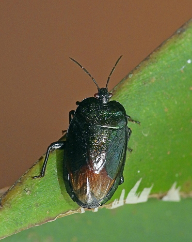 Placocoris viridis