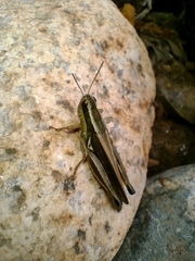Dichroplus elongatus