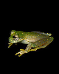 Sachatamia albomaculata