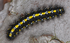 Callimorpha dominula