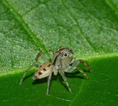 Amycini