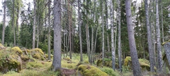 Picea × fennica