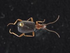 Brachinus cyanochroaticus