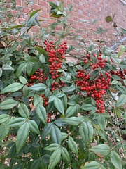 Nandina