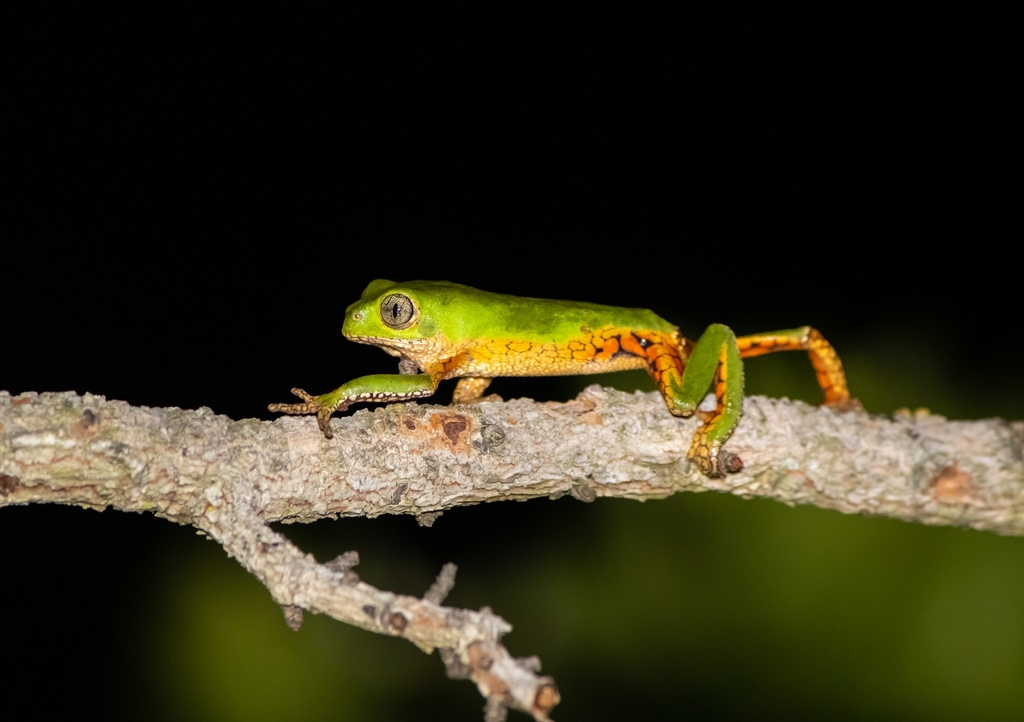 Reticulate Leaf Frog