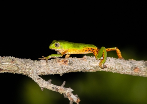 Reticulate Leaf Frog