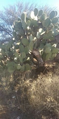 Opuntia leucotricha