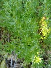 Galium spurium