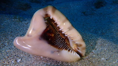 Cassis tuberosa