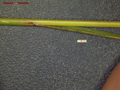 Schizachyrium tenerum